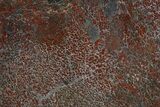 Polished Dinosaur Bone (Gembone) Section - Colorado #324205-1